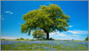 Environment