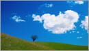 Hillside Lone Tree